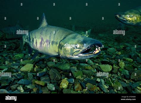 Chum Or Dog Salmon Oncorhynchus Keta Owens Creek Alaska Stock Photo Alamy