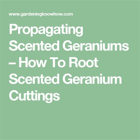Rooting Pelargonium Cuttings Growing Scented Geraniums