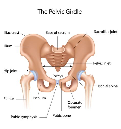 Thigh (the part of the human leg between the hip and the knee). Pelvic Girdle & Sacrum Bone