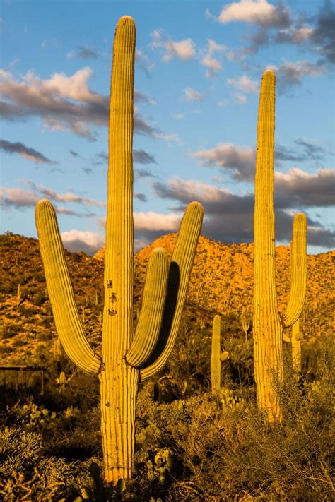 12 Amazing Things To Do In Saguaro National Park Tucson Arizona