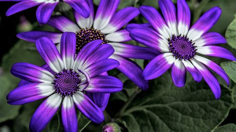 Purple White African Daisy Flowers Hd Flowers Wallpapers Hd