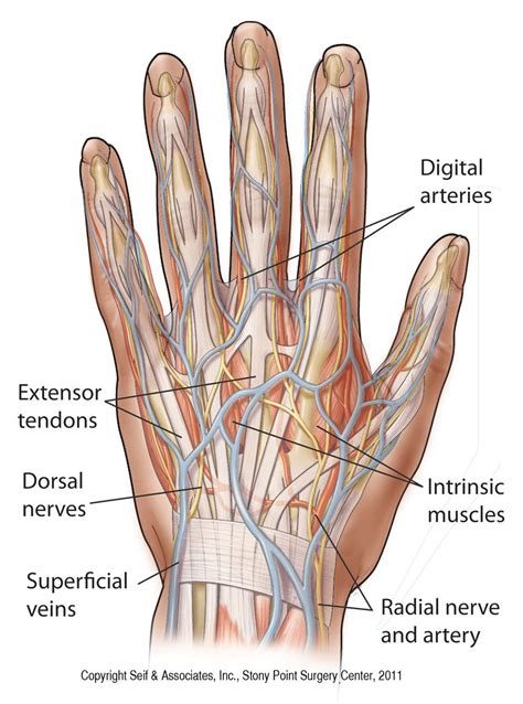 But this number may be organs are collections of tissues, nerves and blood vessels, each with their own role to perform in. anatomy-of-the-left-hand.jpg (900×1213) | Wrist anatomy, Anatomy, Hand surgery