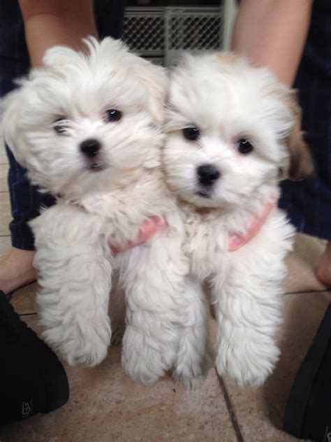 Teddy And Josie Teddy Bear Puppies Teacup Puppies Maltese Teddy Bear Dog