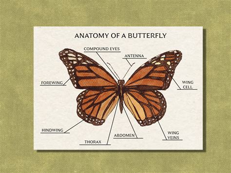 Anatomy Of A Butterfly Monarch Butterfly Study Printable Etsy