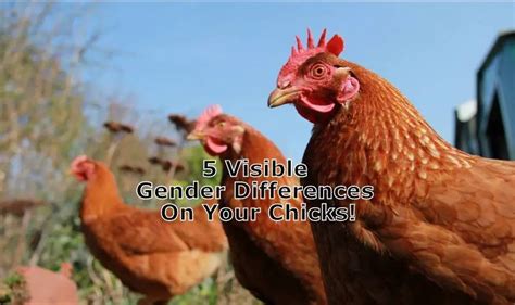 How To Check Your Chicken Gender 5 Tips