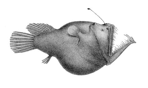 What Is An Angler Fish The Voyager