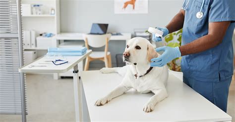 Cre Investors Are Turning Their Attention To Veterinary Clinics
