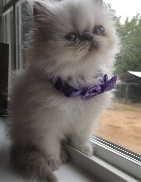 In europe they are referred to as colourpoint persians. Himalayan Persian Cats For Sale | Terrell, TX #282645