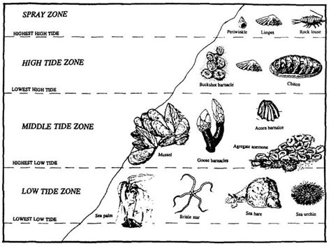 Intertidal Zone Biome