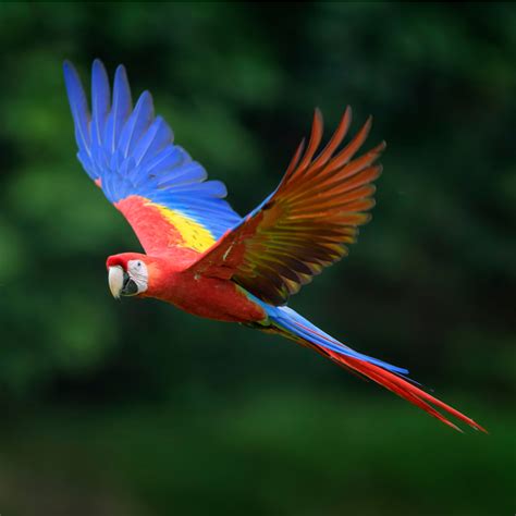 Scarlet Macaw Facts Rainforest Animals Rainforest Animals Amazon