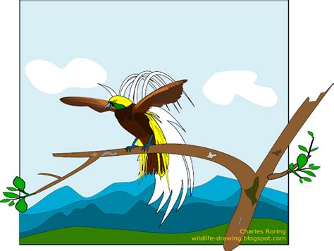 Kirimkan ini lewat email blogthis! Download Male Lesser Birds Of Paradise - Sketsa Gambar Burung Cendrawasih Clipart Png Download ...