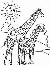Coloring Giraffes Animal sketch template