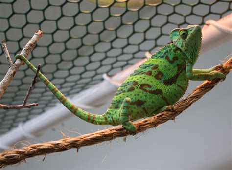 Male Or Female How To Sex A Veiledyemen Chameleon Much Ado About