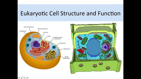 Eukaryotic Cell Structure And Function Youtube