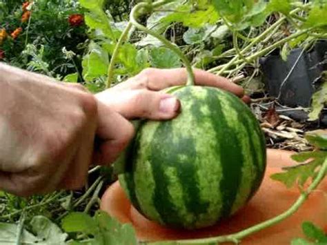 Have you ever wondered how to tell if a watermelon is ripe? How to Tell if a Watermelon is RIPE to Pick - YouTube