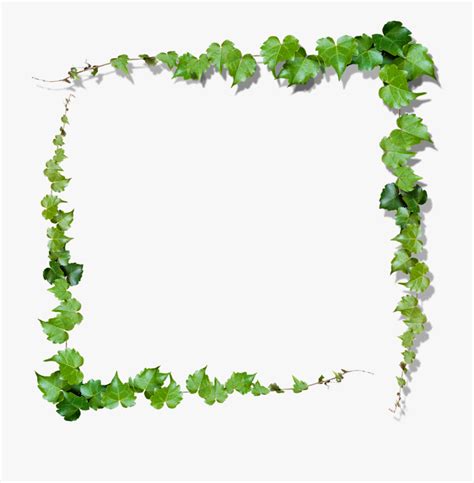 Vine Border Png 10 Free Cliparts Download Images On Clipground 2024