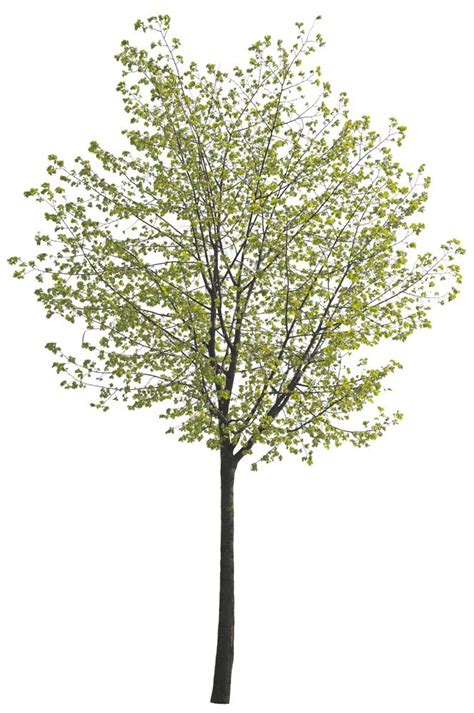 Cutout Tree From Tree Collection Vol Spring Tree Architectural