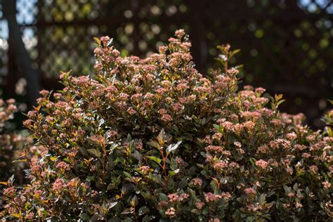 Physocarpus Ninebark — Handy Andys Nursery