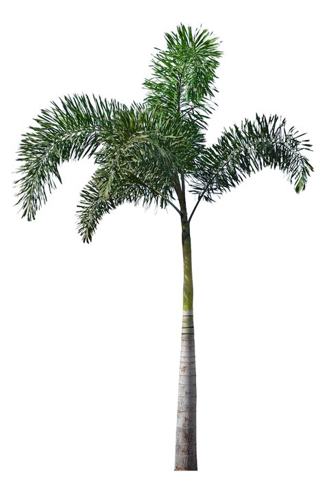 Palm Readings How To Select The Right Tree For Your Yard Space Coast
