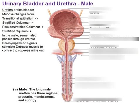 Male Urinary Bladder And Urethra Diagram Quizlet