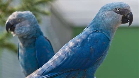 8 Bird Species Including A Blue Macaw Are Declared Extinct Blue