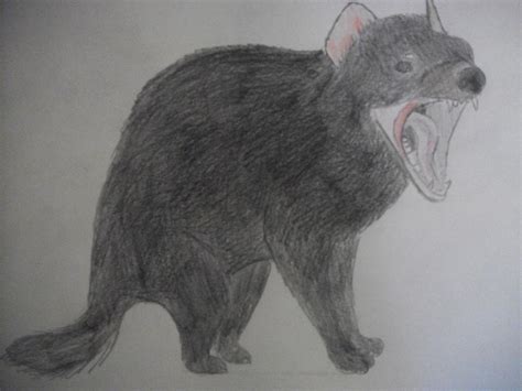 Tasmanian Devil Sketch Colored By Sarcophilusharrisi On Deviantart
