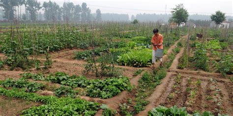un report says small scale organic farming only way to feed the world huffpost