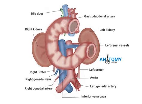 Midgut malrotation results from malrotation in utero as the duodenum rotates. Duodenum - Anatomy, Function, Location, Pictures, Significance