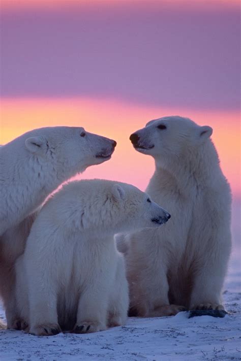 21 Fascinating Facts About Polar Bears Polar Bear Facts Polar Bear
