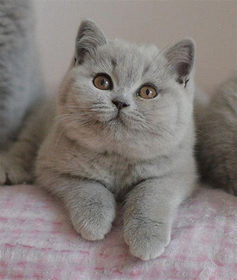 Aww A Beautiful Fluffy Cat Catsfluffy British Shorthair Ideas Of