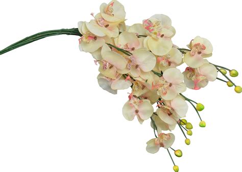 Artificial Long Stem Orchid Flower In Cream Peach 76cm Bunch Of 6