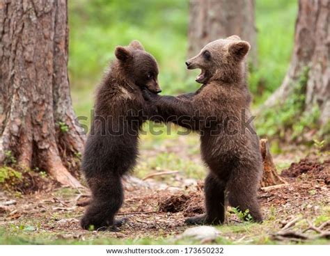 Two Brown Bear Cubs Play Fighting Stok Fotoğraf Şimdi Düzenle 173650232