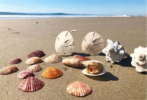 Outer Banks Seashells Secrets From The Shell Whisperer Live Swell