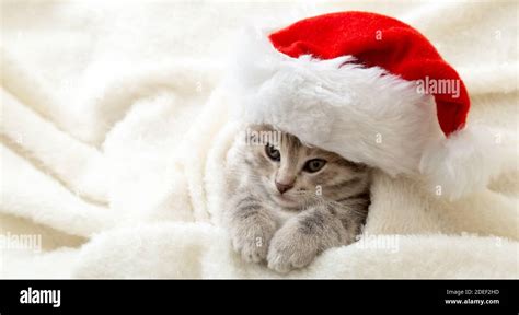 christmas kitten in santa claus hat portrait wrapped up in soft fluffy white plaid christmas