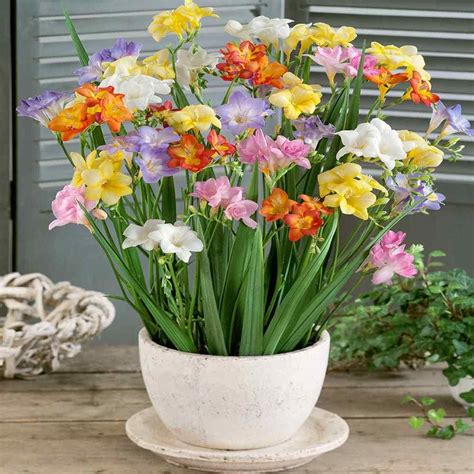 Single Freesia Mix Bulbs Freesia Flowering Bulbs For Planting Free