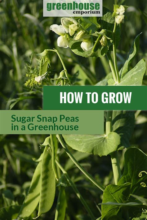 Greenhouse Gardening How To Grow Sugar Snap Peas Greenhouse Emporium