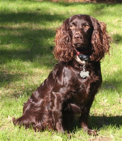 Moreover, boykin spaniels was once upon a time south carolina's most wanted household name. Animal Facts: Boykin Spaniel