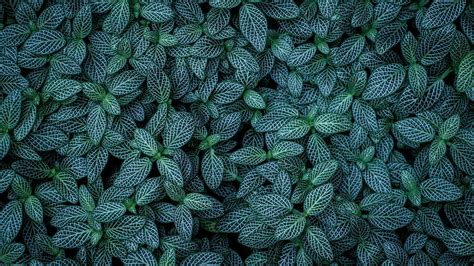 Green Leaves 4k Wallpaper Plants Leaf Background