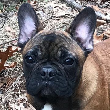 Well, as you would have guessed, there are of a more american heritage with the name coming from boston, massachusetts. French Bulldog puppy for sale in BOSTON, MA. ADN-69373 on ...