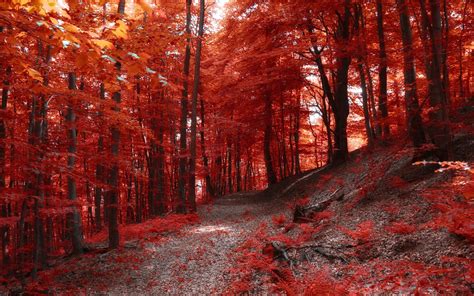 Nature Landscape Fall Path Forest Hill Trees Red Wallpapers Hd