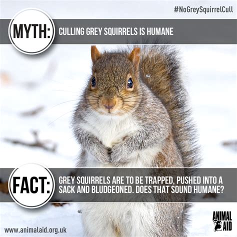 Please Speak Out For Grey Squirrels Animal Aid