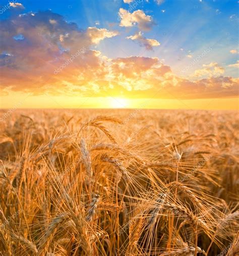 Sunrise Among A Wheat Fields ⬇ Stock Photo Image By © York76 9464942
