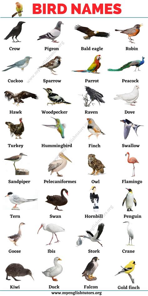 List Of Wild Birds Unique Rare Bird