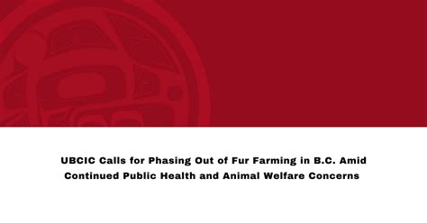 Ubcic Calls For Phasing Out Of Fur Farming In Bc Amid Continued