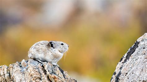 Monitoring The Adorable And Imperiled Pika Audubon Rockies