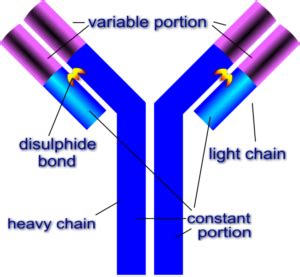 Difference Between Alloantibody and Autoantibody | Compare the Difference Between Similar Terms