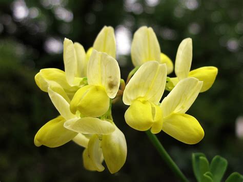 Coronilla Valentine Subsp Glauca Citrina In Propagation The Little