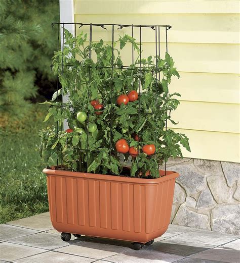 The Ultimate Guide To Growing Patio Tomatoes
