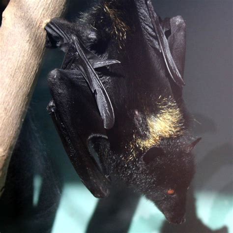 Livingstones Fruit Bat