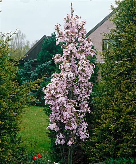 Prunus Serrulata Amanogawa Northern Irelands Specialist Tree Nursery